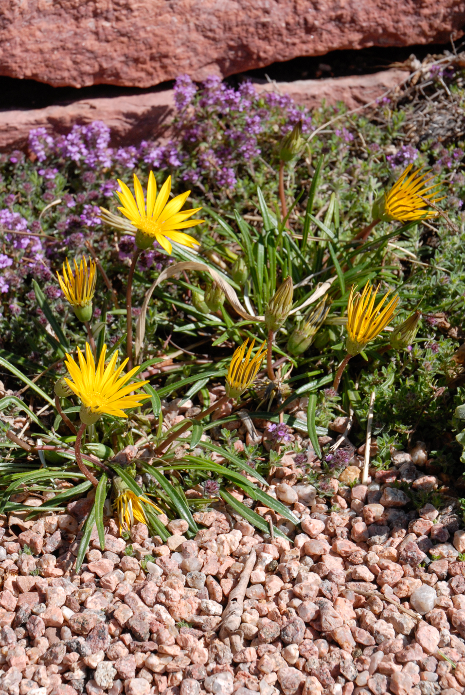 Colorado Gold Gazania